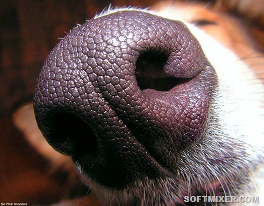 dogs-nose-prints-are-just-as-unique-as-fingerprints-are-to-humans-photo-u1-1 dogs-nose-prints-are-just-as-unique-as-fingerprints-are-to-humans-photo-u1-1