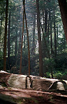 Thick virgin forest in Swallow Falls State Park, Western Maryland.