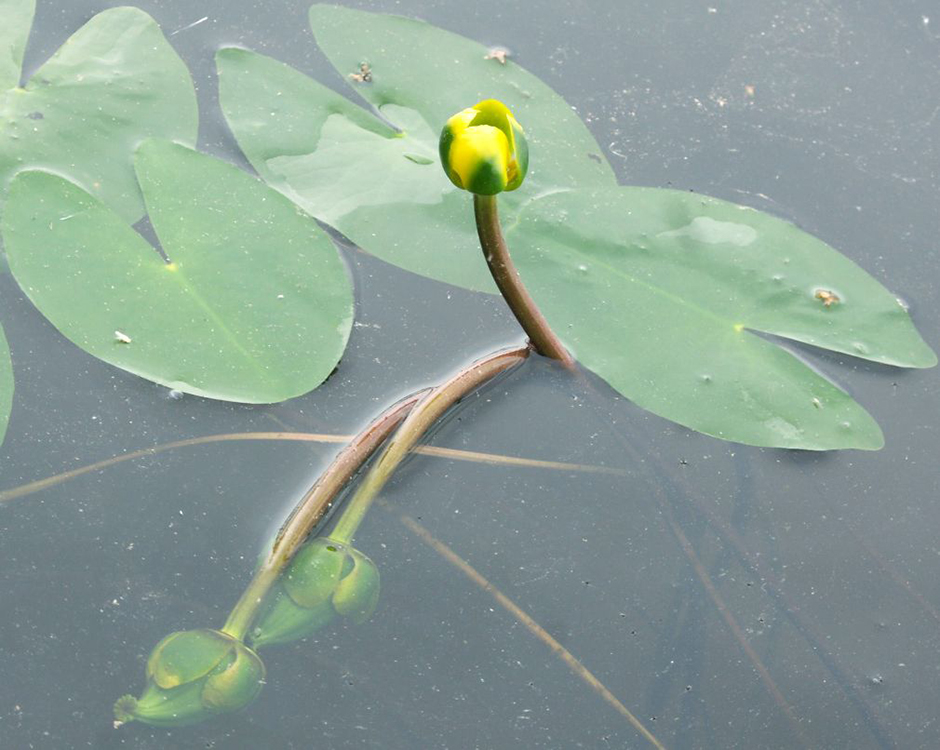 Кубышка малая (Nuphar pumila)