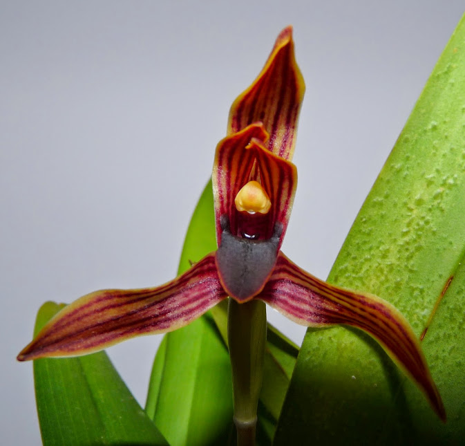 Maxillaria cucullata P1430327