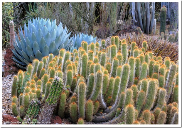 Succulents and More: Desert Garden at The Huntington: New World