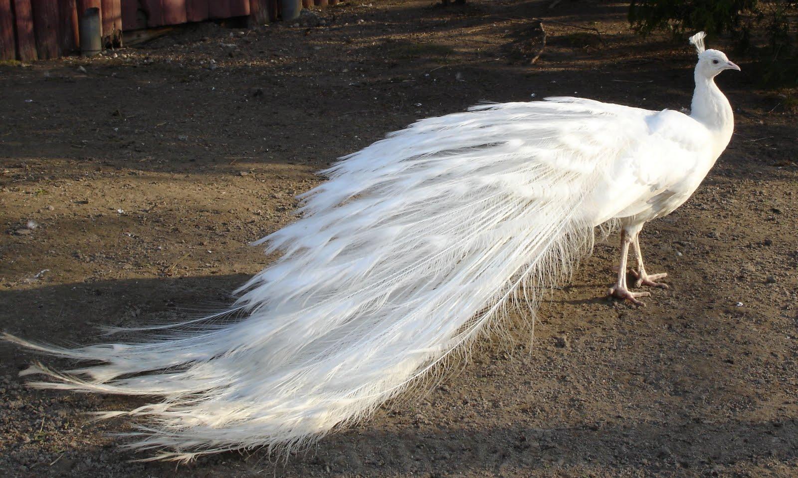 white peacock wedding dress