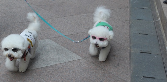 Pampered pooches out for a morning walk at Repulse Bay, Hong Kong Island