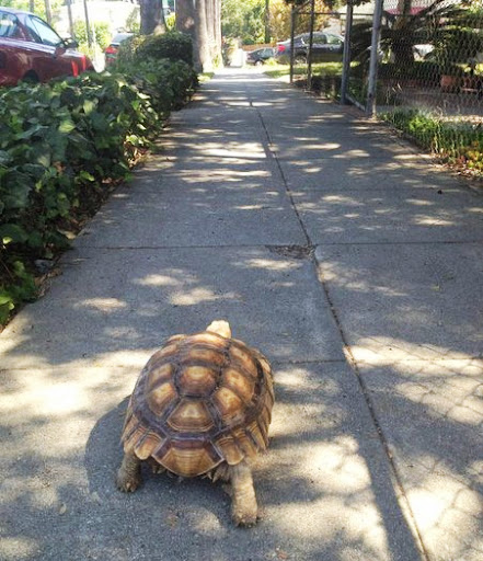Turtle on Echo Park sidewalk