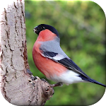 Cover Image of Download Bird Live Wallpaper 1.2 APK