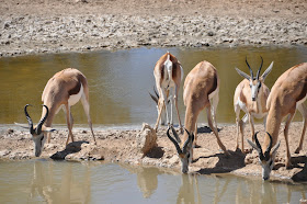 Wildlife Photos of Springbok