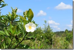 Magnolia and blue sky