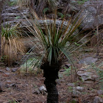 Grass tree (3707)