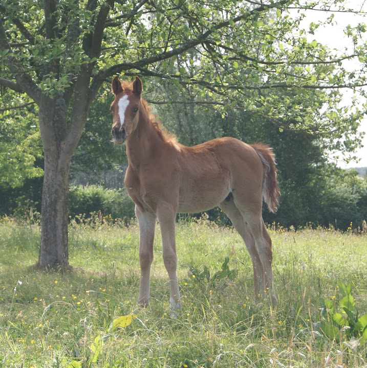 2011 Badraksh Art' al hfifa (Marouska x Gerik de Rendpeine) - Page 3 DSC06301