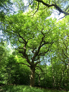 CIMG7138 Oak, Banstead Wood