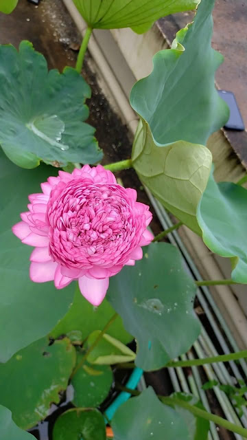 The very rare 1000 petal lotus which is mentioned in the Puranas has blossomed today in our Bangalore Ashram