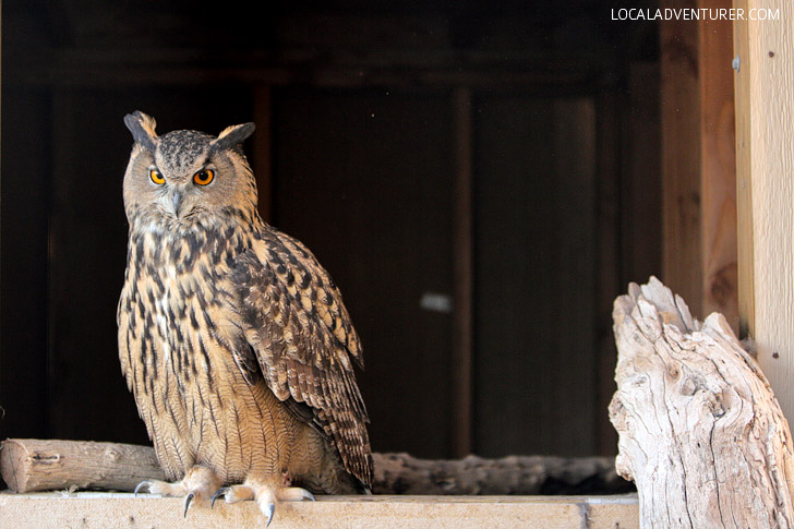 Owl at one of the zoos near Las Vegas.