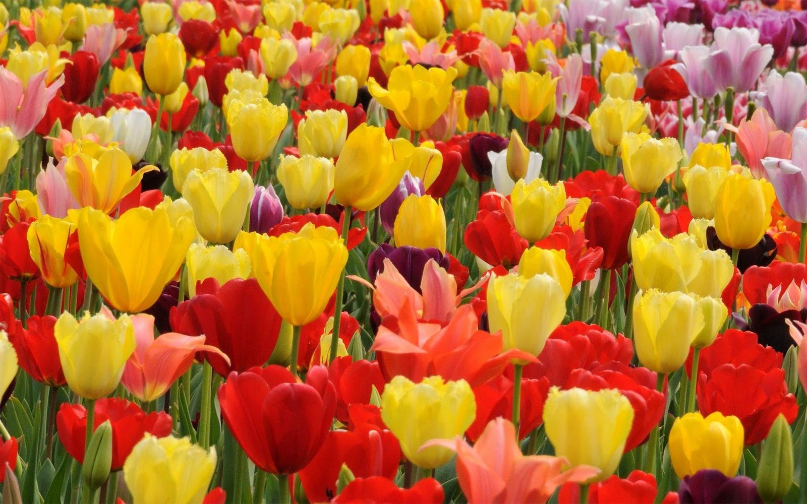 Best Tulip Flowers Wallpapers