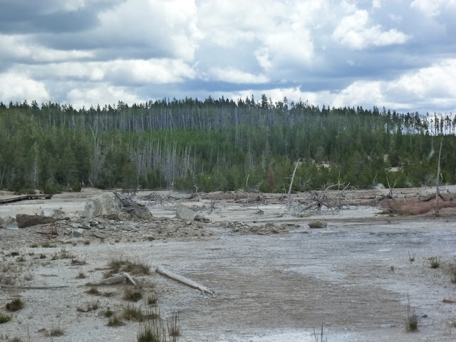 PN Yellowstone. Madison. Valle río Gibbon. Norris Geyser Basin. 12 Julio - LAS ROCOSAS DE CANADA. YELLOWSTONE Y GRAND TETON. (34)