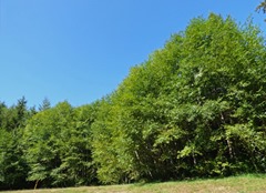 Highway 101 south of Astoria, north of Tillamook 