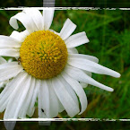 Daisy. 20120722-01-dasiy.jpg
