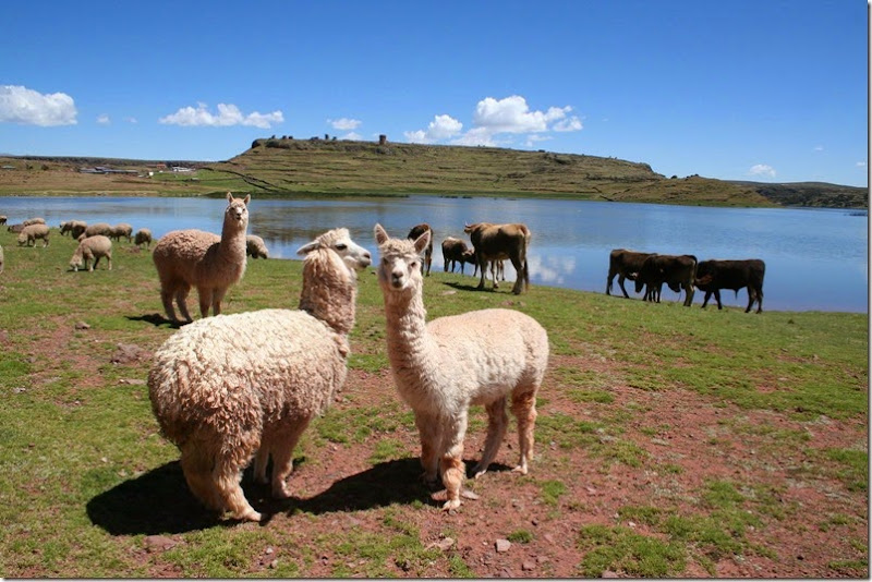 Alpacas