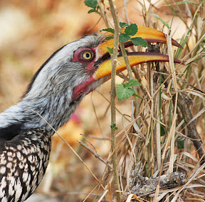 Yellow Hornbill, South Africa