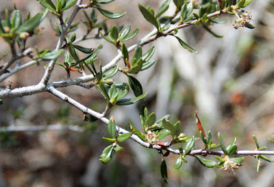 Great Basin Shrubs—each Showy