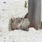 Black Skimmer juvenile