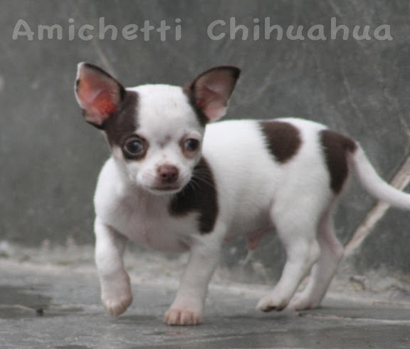 Amichetti chihuahua