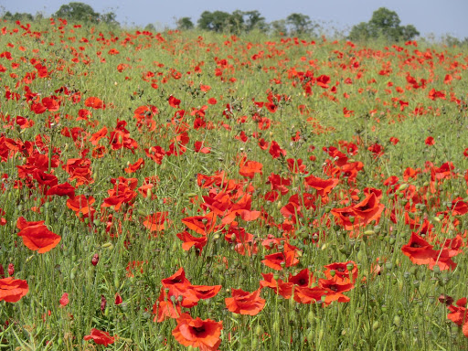 CIMG7520 Poppy field, Eynsford