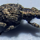 Oriental Broad-nosed Weevil.