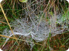drippy web llandovery 139