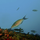 Tricolor Parrotfish