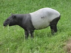 201506.21-055 tapir malais