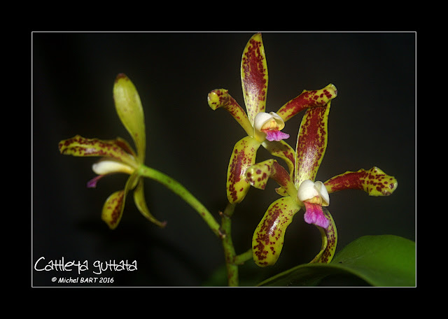 Cattleya guttata Cattleya_guttata2