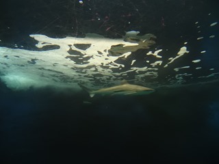2016.05.01-059 requin à pointe noire