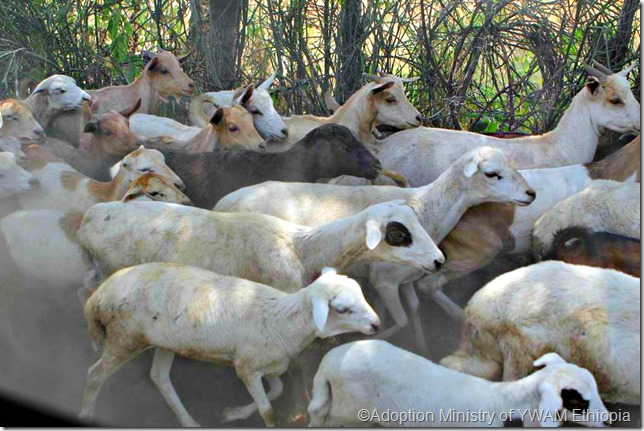 Goats on side of road