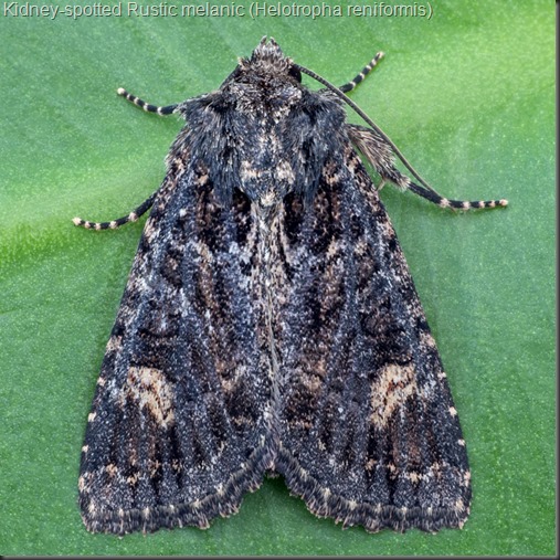 9453 Kidney-spotted Rustic melanic (Helotropha reniformis)