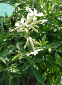 mydlnica lekarska kwiaty Saponaria officinalis flowers