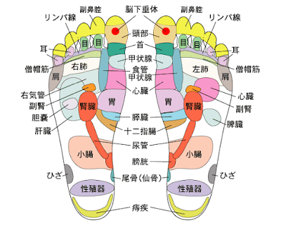 足の反射区