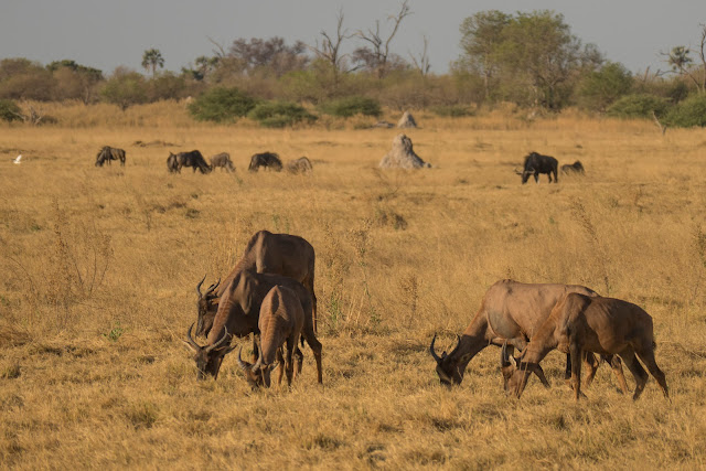 Botswana et Zimbabwe en octobre BotsZim_Oct2015_021