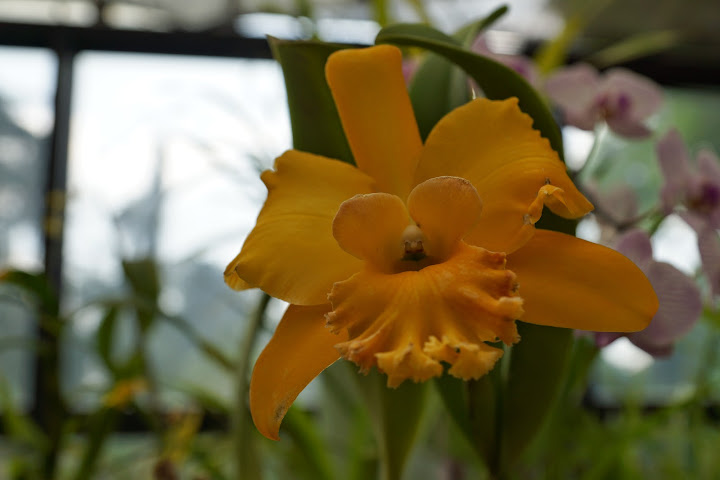 Шри-Ланка: на машине 1 100 км,  фото без комментариев, март-апрель 2013г.