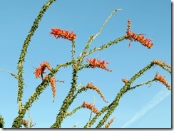 Ocotillo