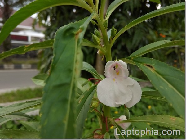 Hasil Foto Kamera Xiaomi Redmi Note 5A Hasil Foto Kamera Xiaomi Redmi Note 5A