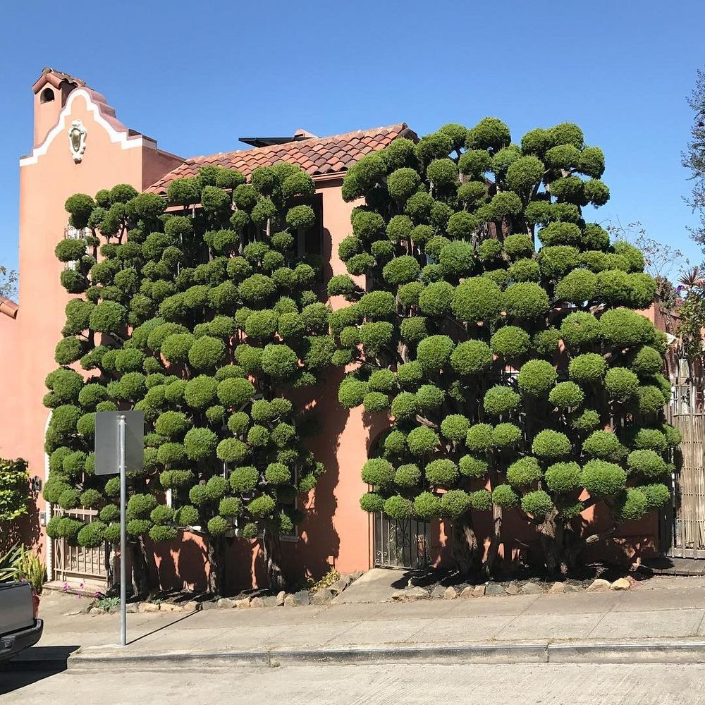 San Francisco Trees