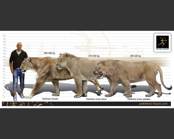 파일:external/prehistoric-fauna.com/leo5-738x591.jpg