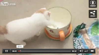 Cat jumps into a mug -- that's all