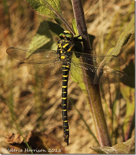 17-Golden-ringed-Dragonfly