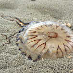 jellyfish on Texel in Texel, Netherlands 