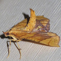 Grapevine Looper Moth