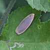 Common footman moth