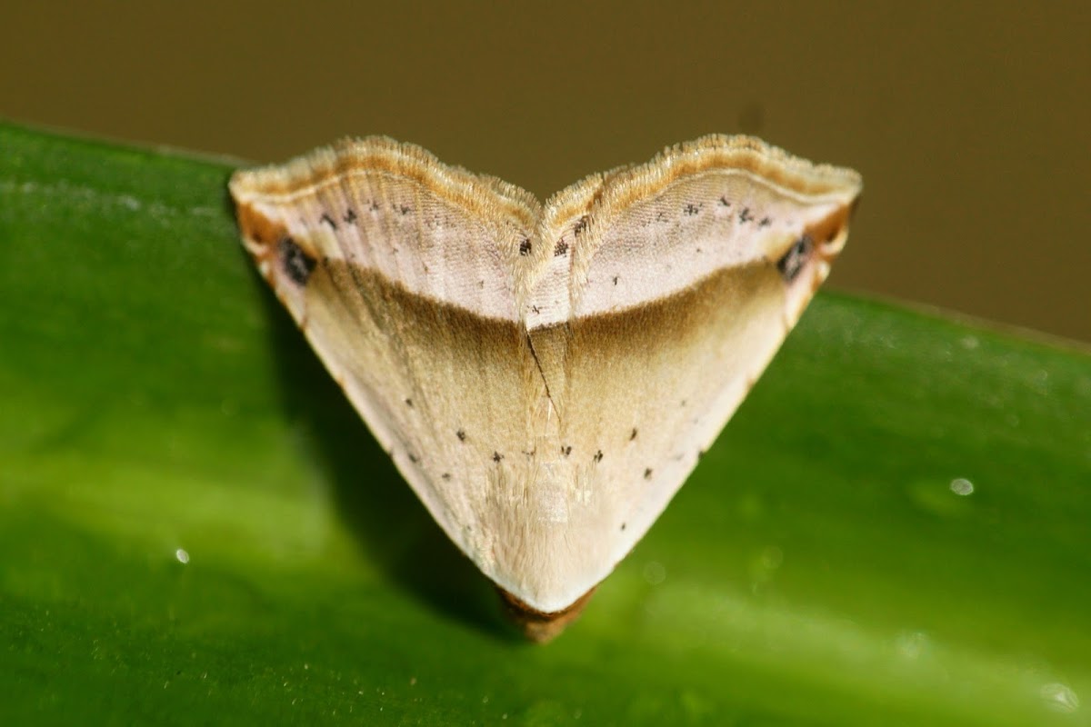 Erebid Moth