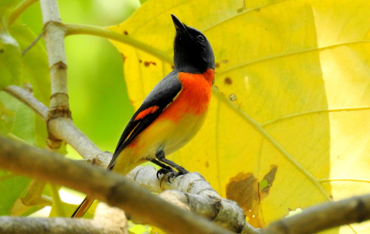 Small minivet