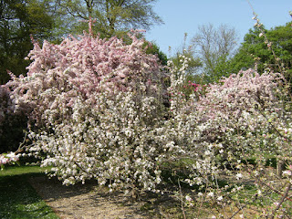 DSCF7383 Orchard at Wittersham